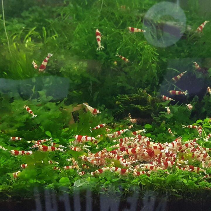 Crystal Red Shrimp