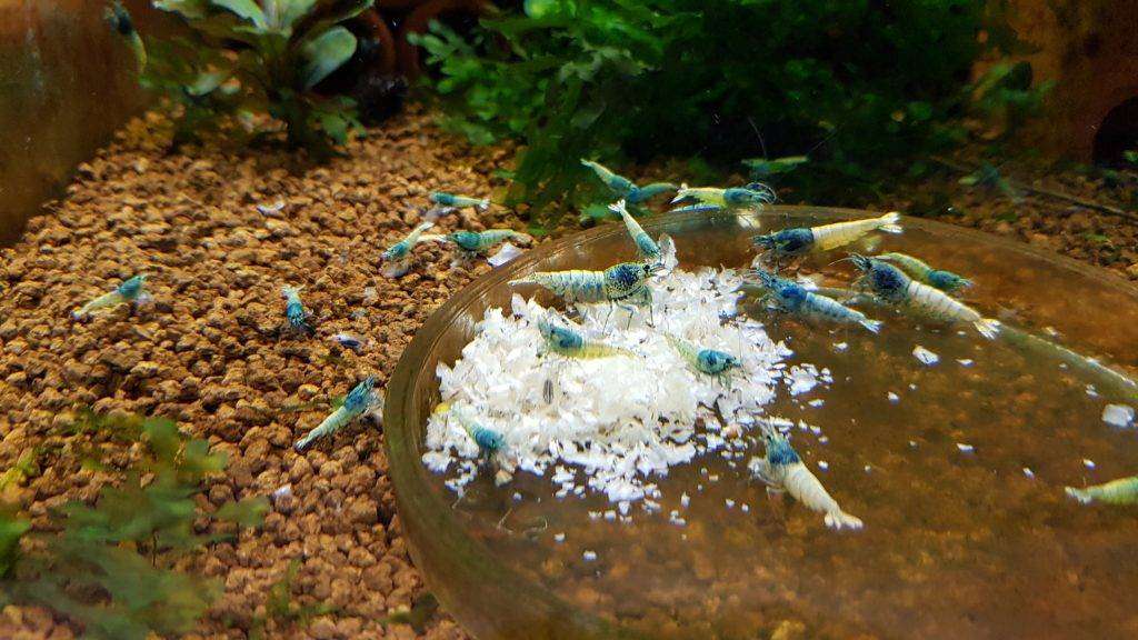 Blue Bolts | Shrimp Nation Shrimp Food Guide