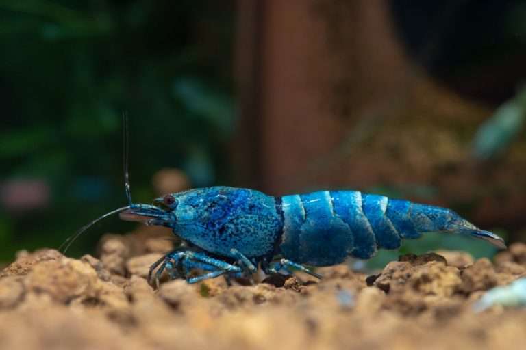 freshwater shrimp