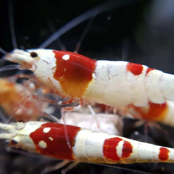 Pure Red Line Crystal - Shrimp Nation - South Africa