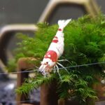 PRL Shrimp