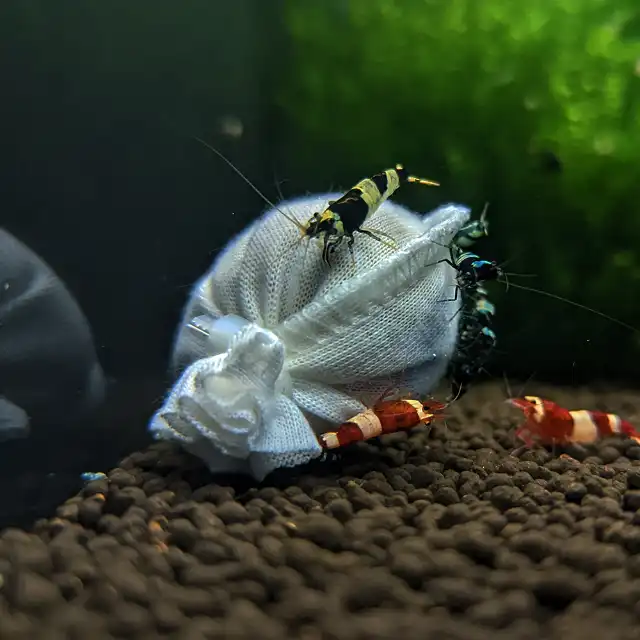 Kallax Ball Shrimp