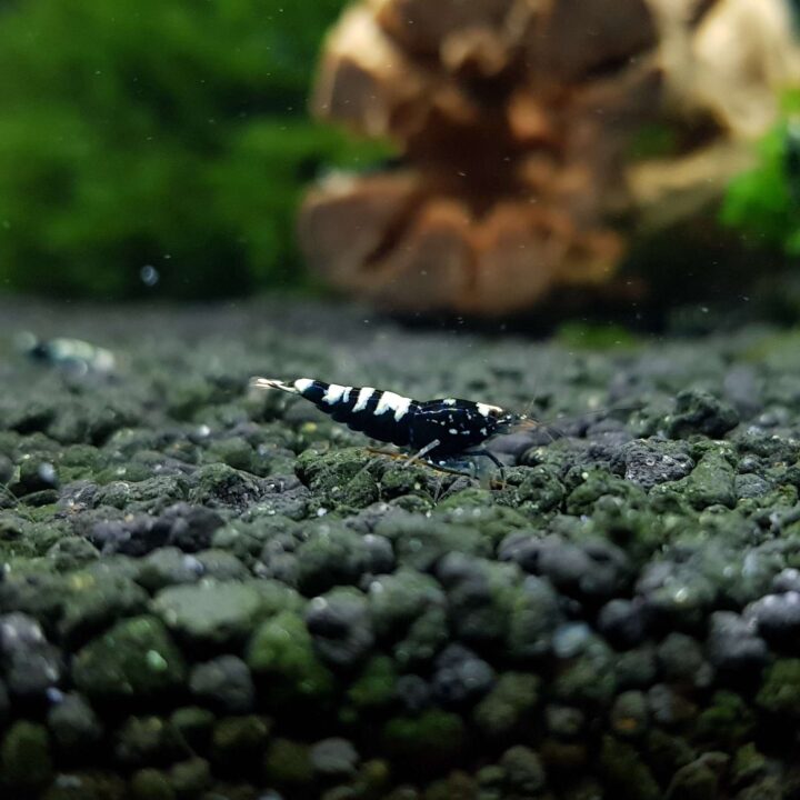 ShrimpNation Black Zebra Pinto