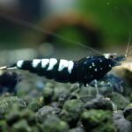 ShrimpNation Black Zebra Pinto