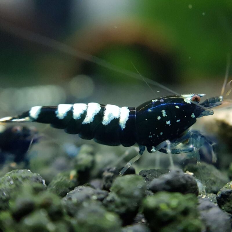 ShrimpNation Black Zebra Pinto