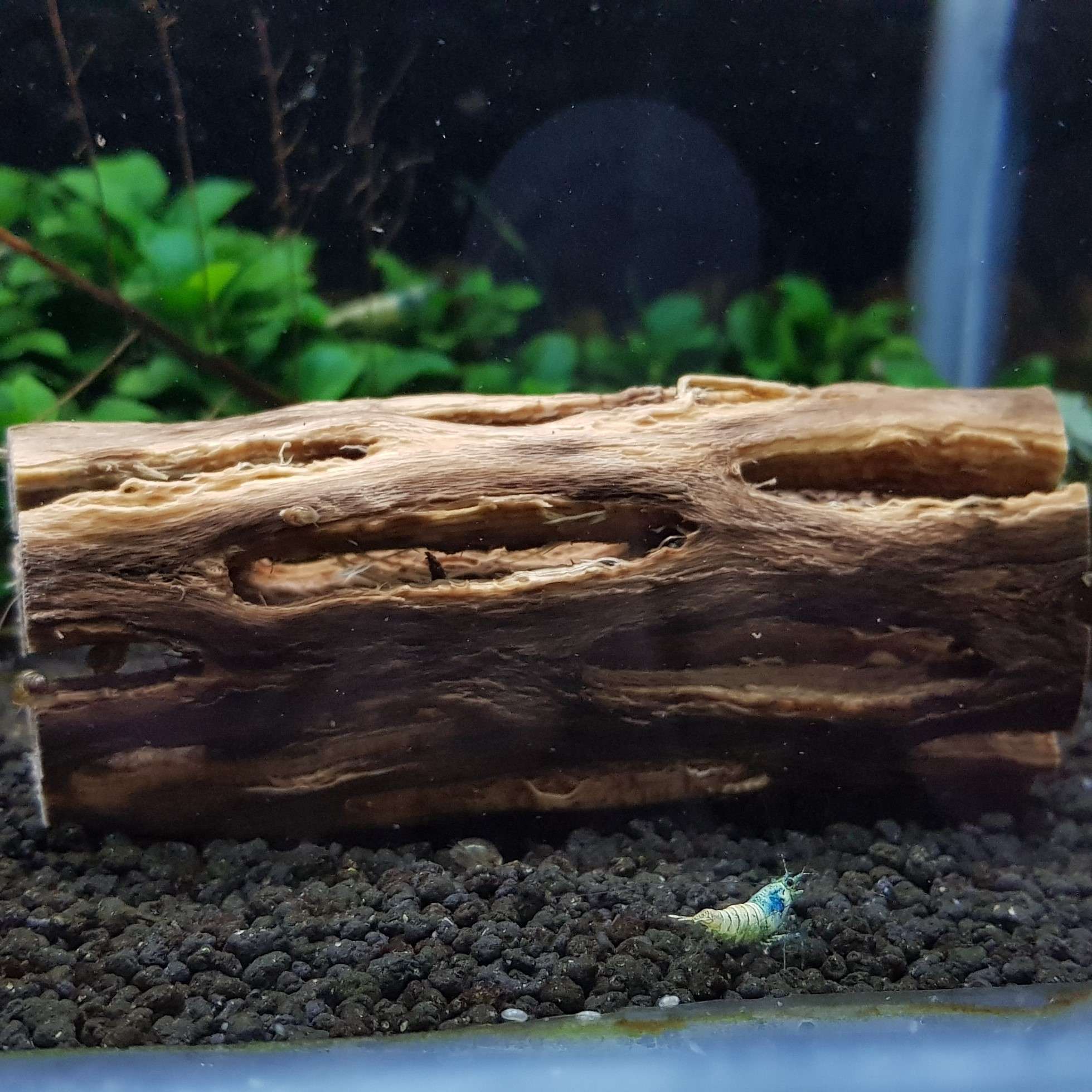 Cholla Wood Medium Shrimp Nation