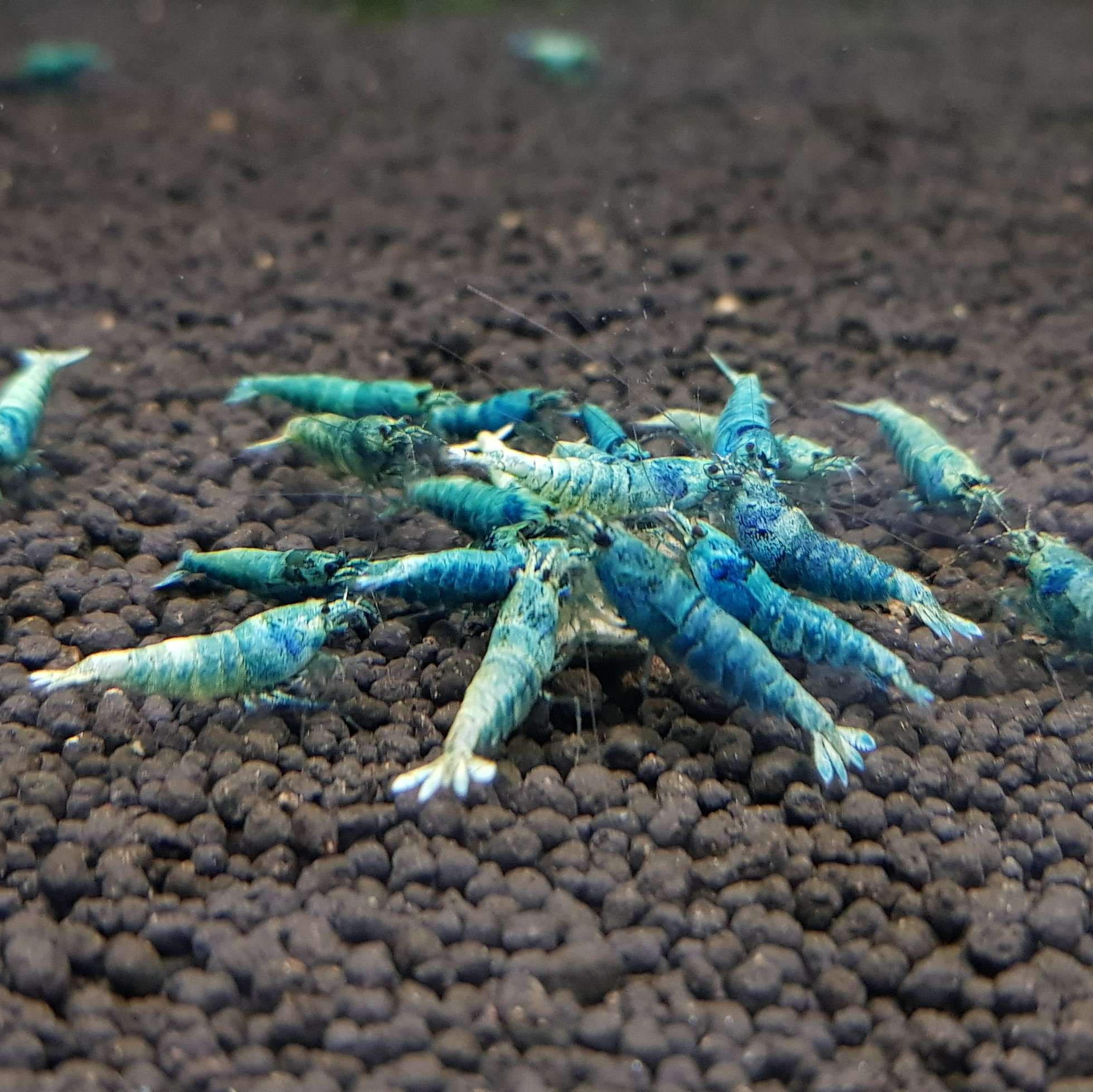 Blue Bolt Shrimp High Grade - Shrimp Nation