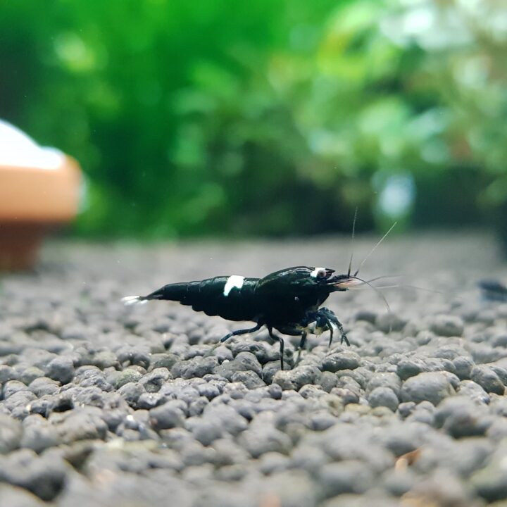 ShrimpNation Black King Kong