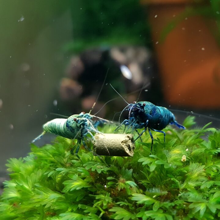 ShrimpNation Deep Blue Bolts eating Pure Spinach