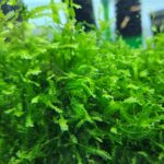 Shrimp Nation Cameroon Moss