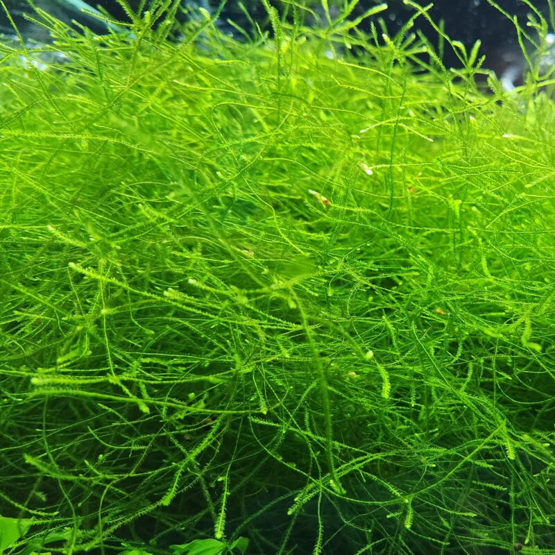 Shrimp Nation Mixed Moss