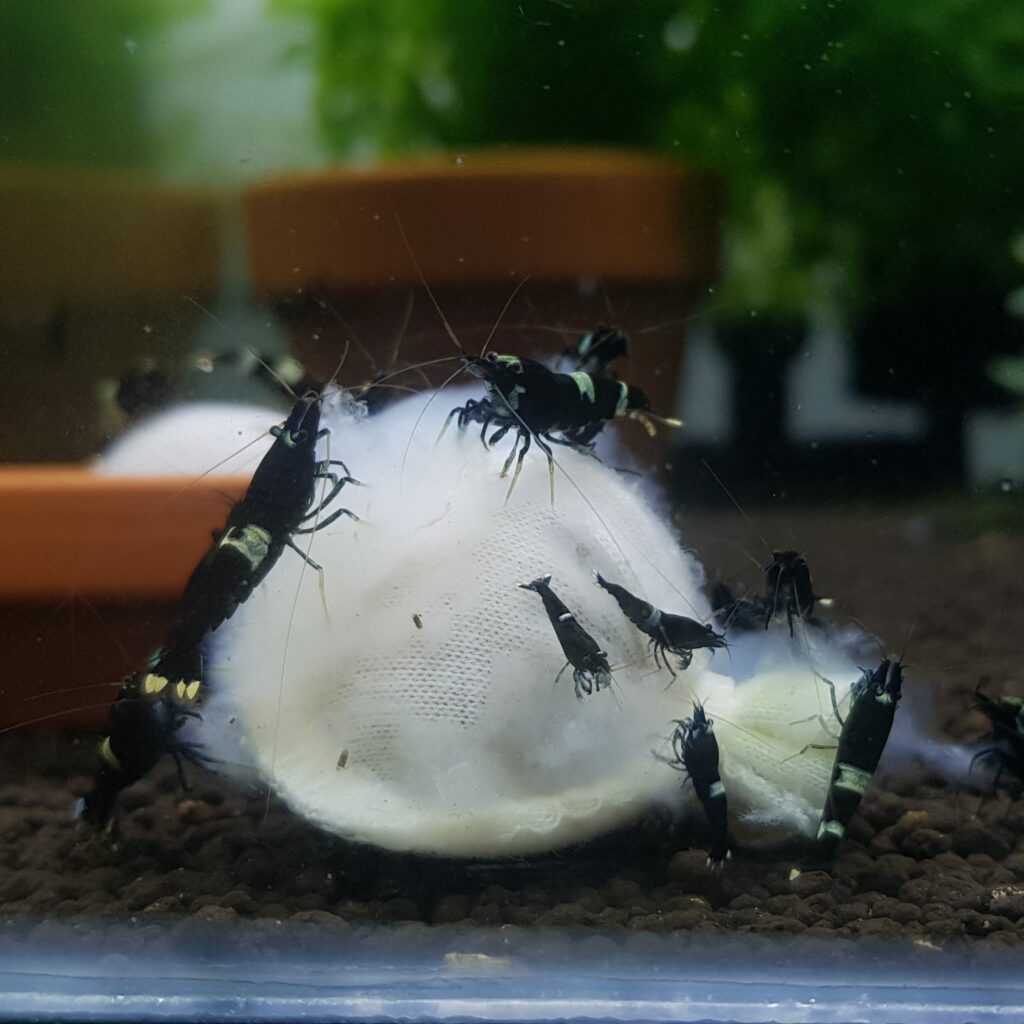 Black King Kongs enjoying biofilm on a Kallax Ball