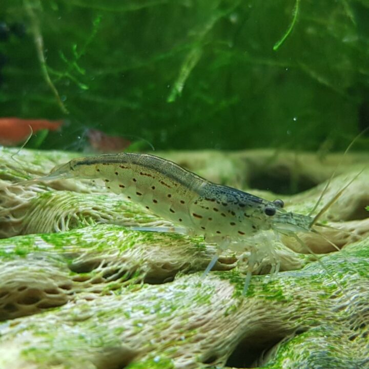 Discover Amano Shrimp: The Ultimate Algae Eater