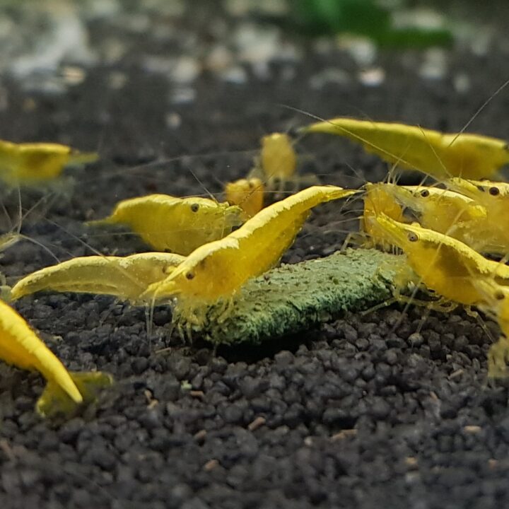 24k Yellow Neocaridina