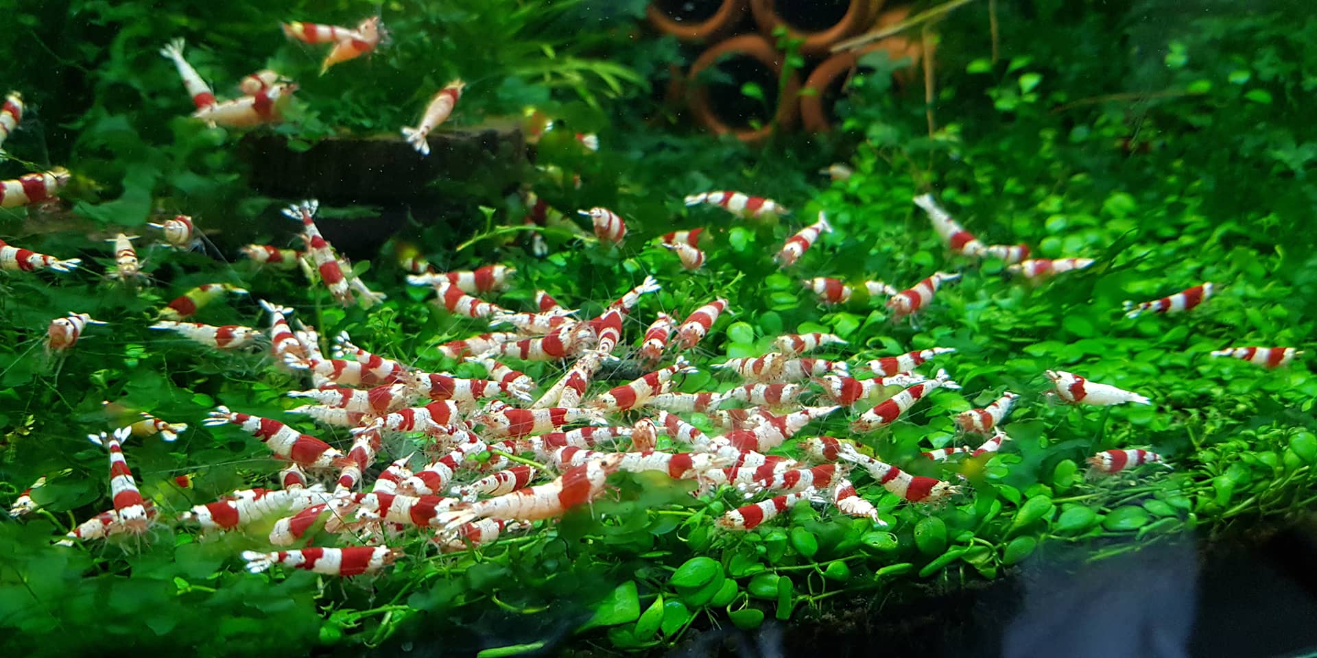 Is Ro Water Good for Shrimp: Benefits Unveiled