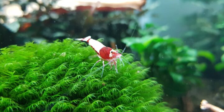 Shrimp Leaves Guide