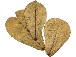 indian almond leaves guide