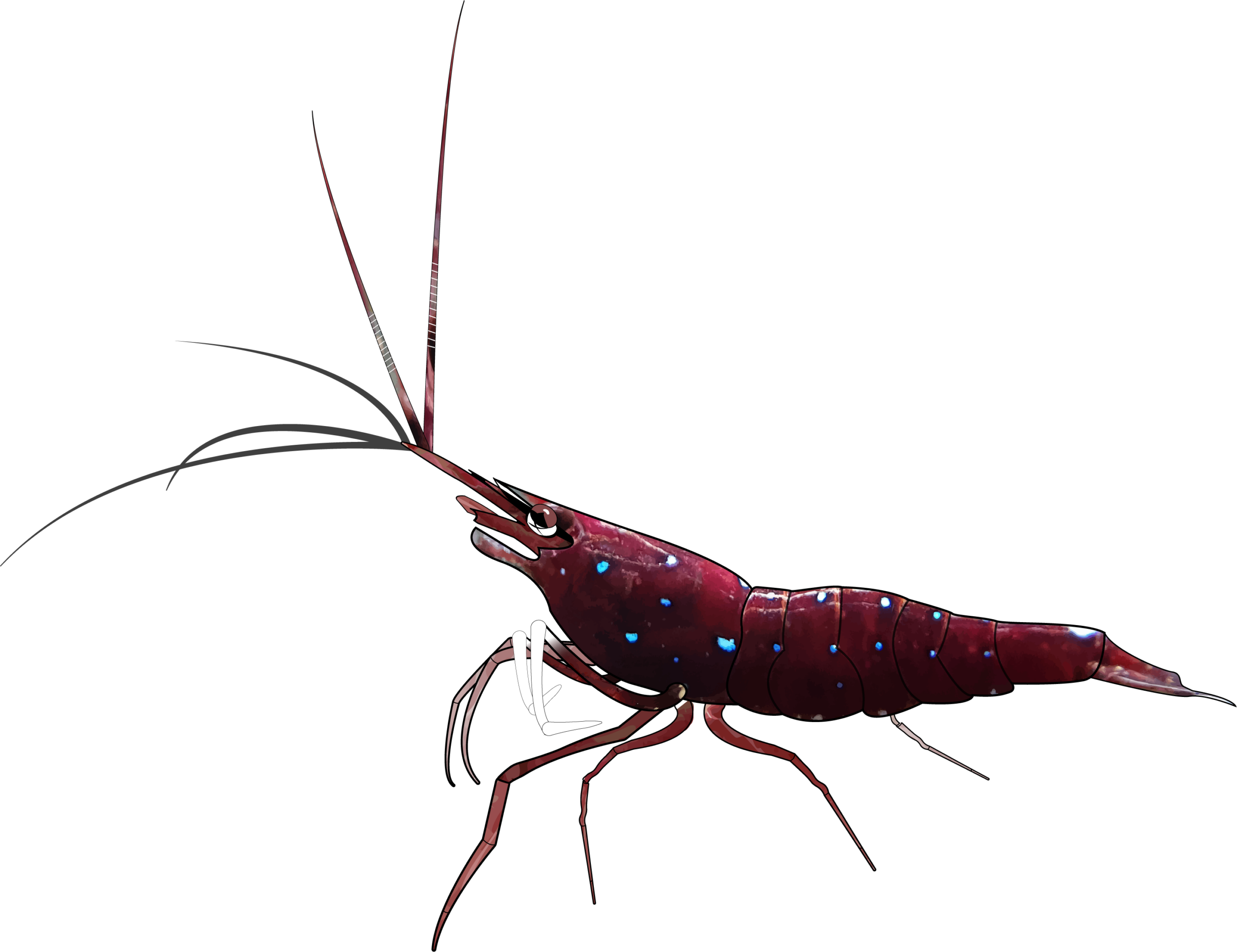 Sulawesi-Shrimp Sulawesi Shrimp scaled