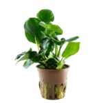 Anubias barteri Coin Leaf potted