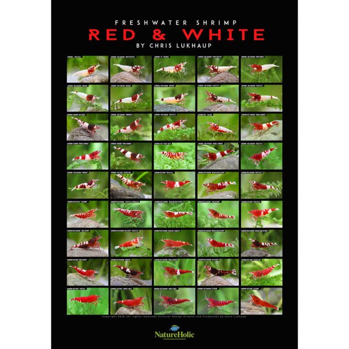 Redwhite