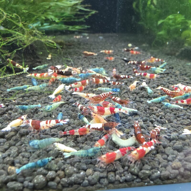 Mixed Caridina Cull Pack