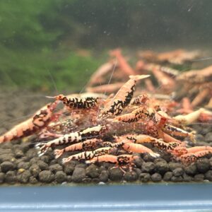 Red Stardust Boa