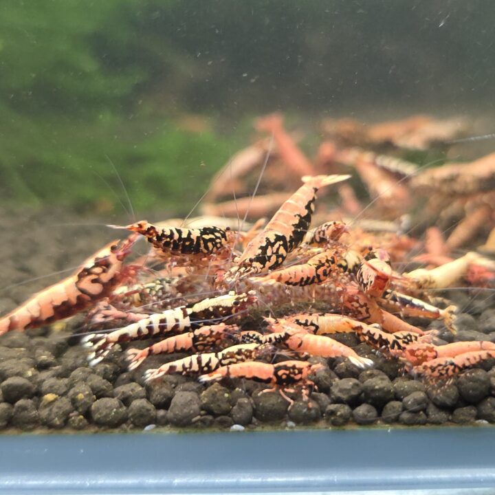 Red Stardust Boa