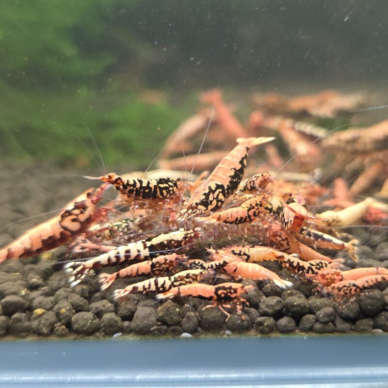 Red Stardust BOA